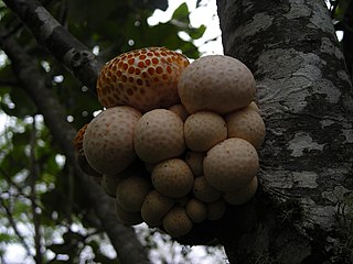 <i>Cyttaria</i> Genus of fungi