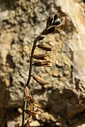 Ornithogalum serotinum