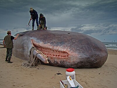 Sperm Whale on beach