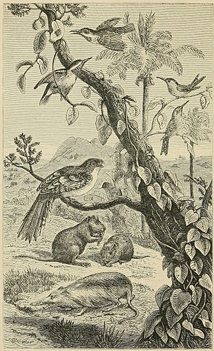 A SCENE IN CUBA, WITH CHARACTERISTIC ANIMALS.