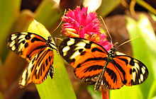 Потревоженные тигровые крылья, Кито.jpg