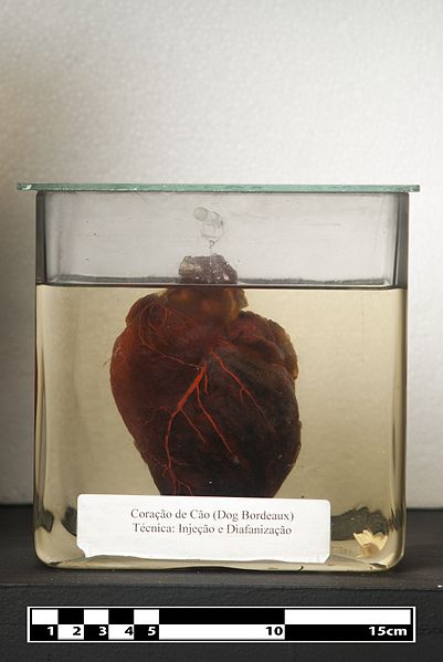 File:Dog heart (Dogue de Bordeaux).jpg