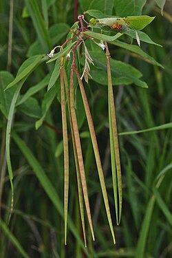 Dogbane (Apocynum sp.)