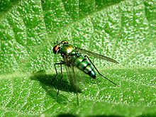 Dolichopodidae (Empidoidea)