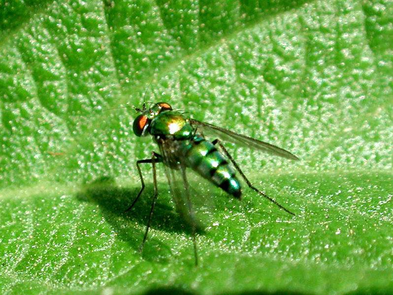 File:Dolichopodidae az.jpg