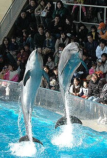 Dolphin show01.jpg