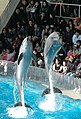 Banginis delfino varytuvas
