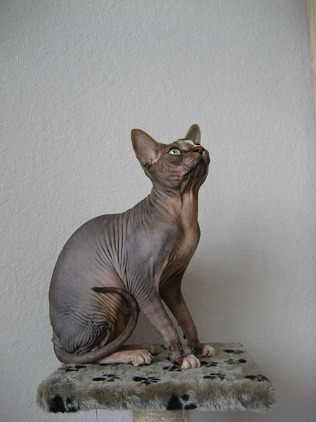 File:Don sphynx Uthello.jpg