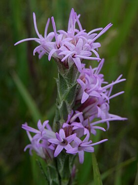 Blazing Star (Liatris sp.)