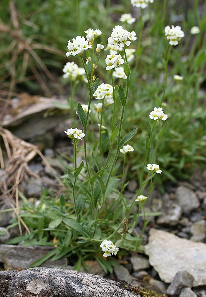 File:Draba siliquosa 02.jpg