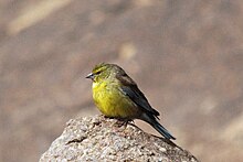 Drakensberg Tarin, male.jpg