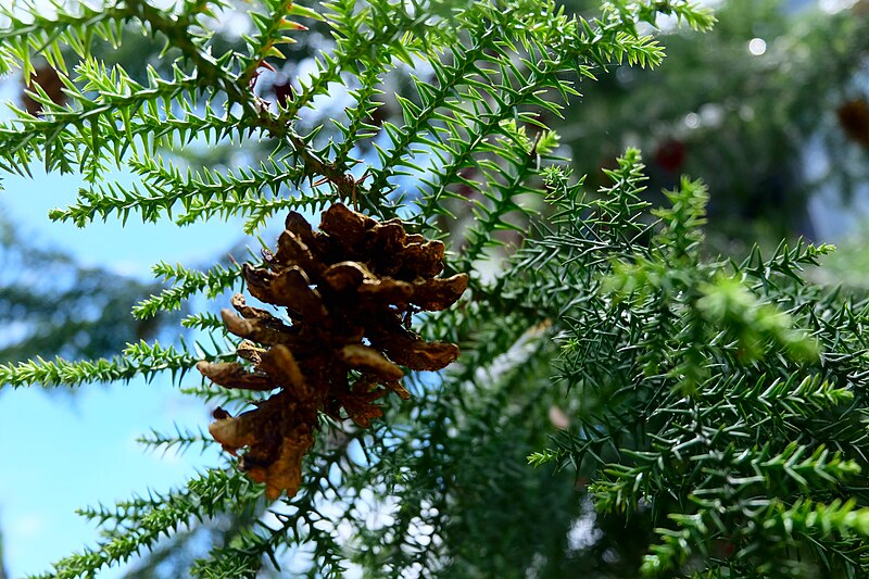 File:Dried Pinus merkusii cone hanging by a metal hook from Araucaria foliage.jpg