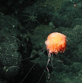 Popis tohoto obrázku, také komentován níže