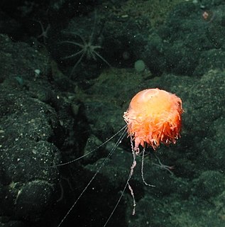 Rhodaliidae Family of hydrozoans