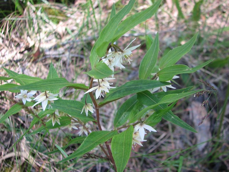 File:Drymophila cyanocarpa.jpg