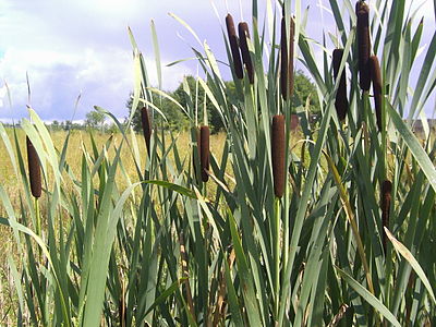 Ала камыш. Рогоз широколистный. Рогоз Typha latifolia. Рогоз широколистный (Typha latifolia). Рогоз Пржевальского.