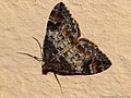 Dysstroma truncata (Hufnagel, 1767)