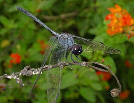 Dythemis nigrescens