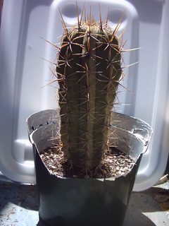 <i>Echinopsis macrogona</i> Species of cactus