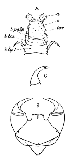 EB1911 - Centipede Fig. 6 Geophilus and Scolopendra anterior.png