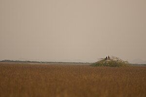 Eastern Imperial Eagle