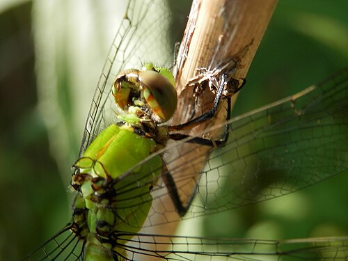 Eastern Pondhawk (Erthemis simplicicollis), Female