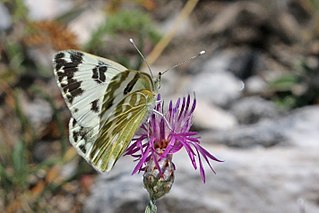 <i>Pontia edusa</i> species of insect