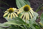 Miniatuur voor Bestand:Echinacea 'Cornetto Banana' kz01.jpg