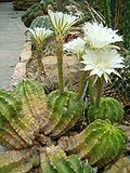 Miniatura para Echinopsis eyriesii