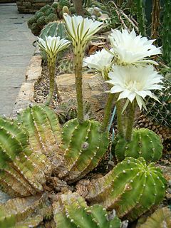 <i>Echinopsis eyriesii</i> Species of cactus