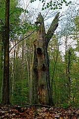 Oak torso in the Böhmsholz city forest