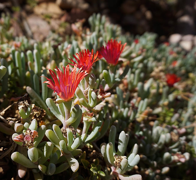 File:Eilat Botanical garden 2.jpg