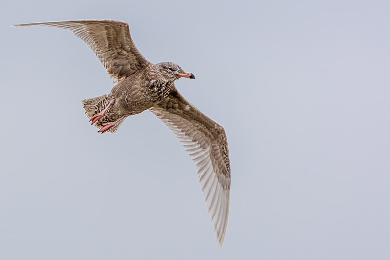 File:Eismöwe (larus hyperboreus), 2. Kalenderjahr - Spiekeroog, Nationalpark Niedersächsisches Wattenmeer.jpg