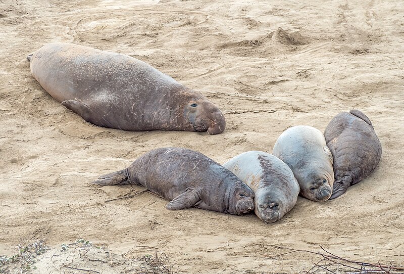 File:Elephant seals at Ano Nuevo (91604).jpg