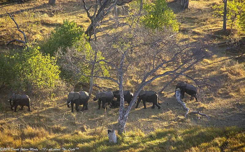 File:Elephants (29247719167).jpg