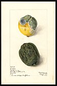 Watercolor by Elsie E. Lower of diseased Lisbon lemon (Citrus limon), 1910.