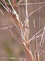 Toiyabe National Forest, Nevada