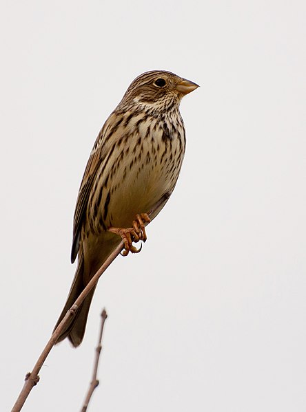 File:Emberiza calandra -Jardin des Plantes, Paris, France-8.jpg