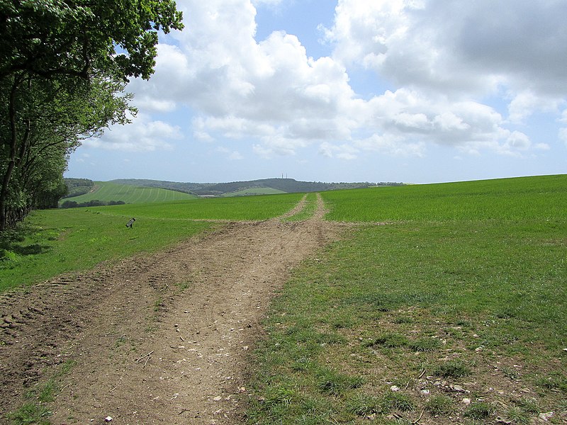 File:Emerging onto Littleton Down - geograph.org.uk - 2417506.jpg