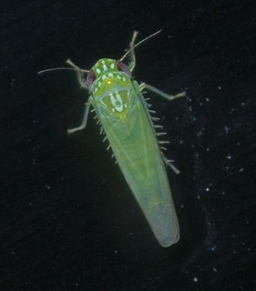 <i>Empoasca fabae</i> Species of true bug