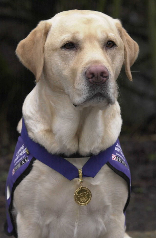 Médaille pour chien 'Cool Dog Club' | BANDIT