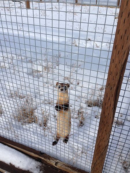 File:Endangered Black-footed Ferret (12757394255).jpg