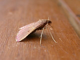 <i>Endotricha mesenterialis</i> Species of moth