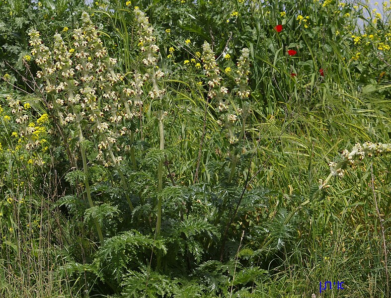 File:Eremostachys laciniata.jpg