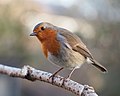 1. A vörösbegy Dél-Angliában lakó alfaja (Erithacus rubecula melophilus) (javítás)/(csere)