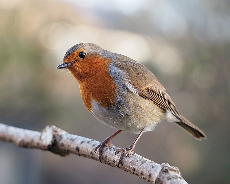 File:Erithacus rubecula with cocked head.jpg