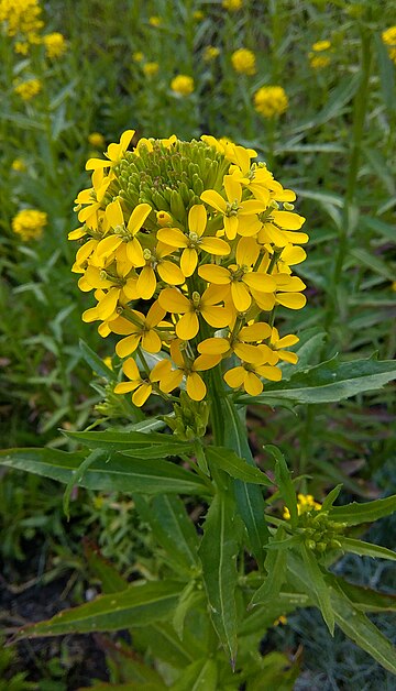 Erysimum hungaricum