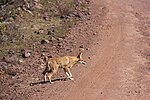 Thumbnail for File:Ethiopian Wolf (16154662437).jpg