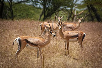 Gazelle de Grant (Nanger granti), Savane d'Afrique de l'Est.