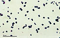 Eubacteria (259 00F) Micrococcus luteus bacteria.jpg